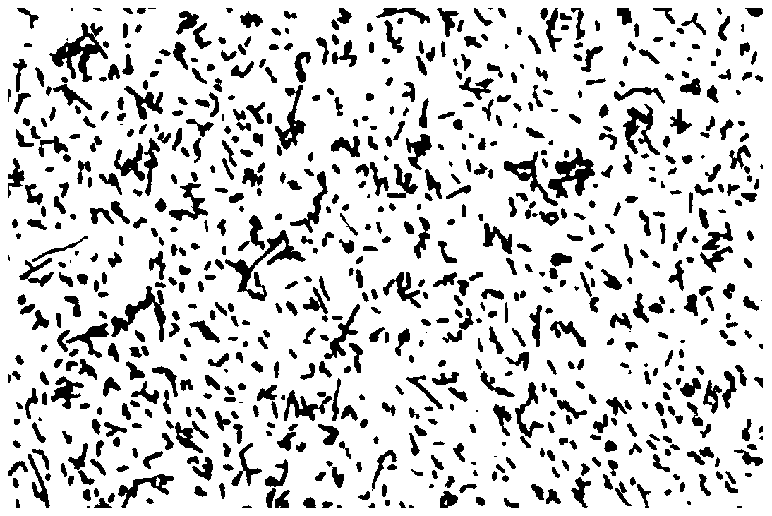 Method for isolated culture of strain of helicobacter pylori