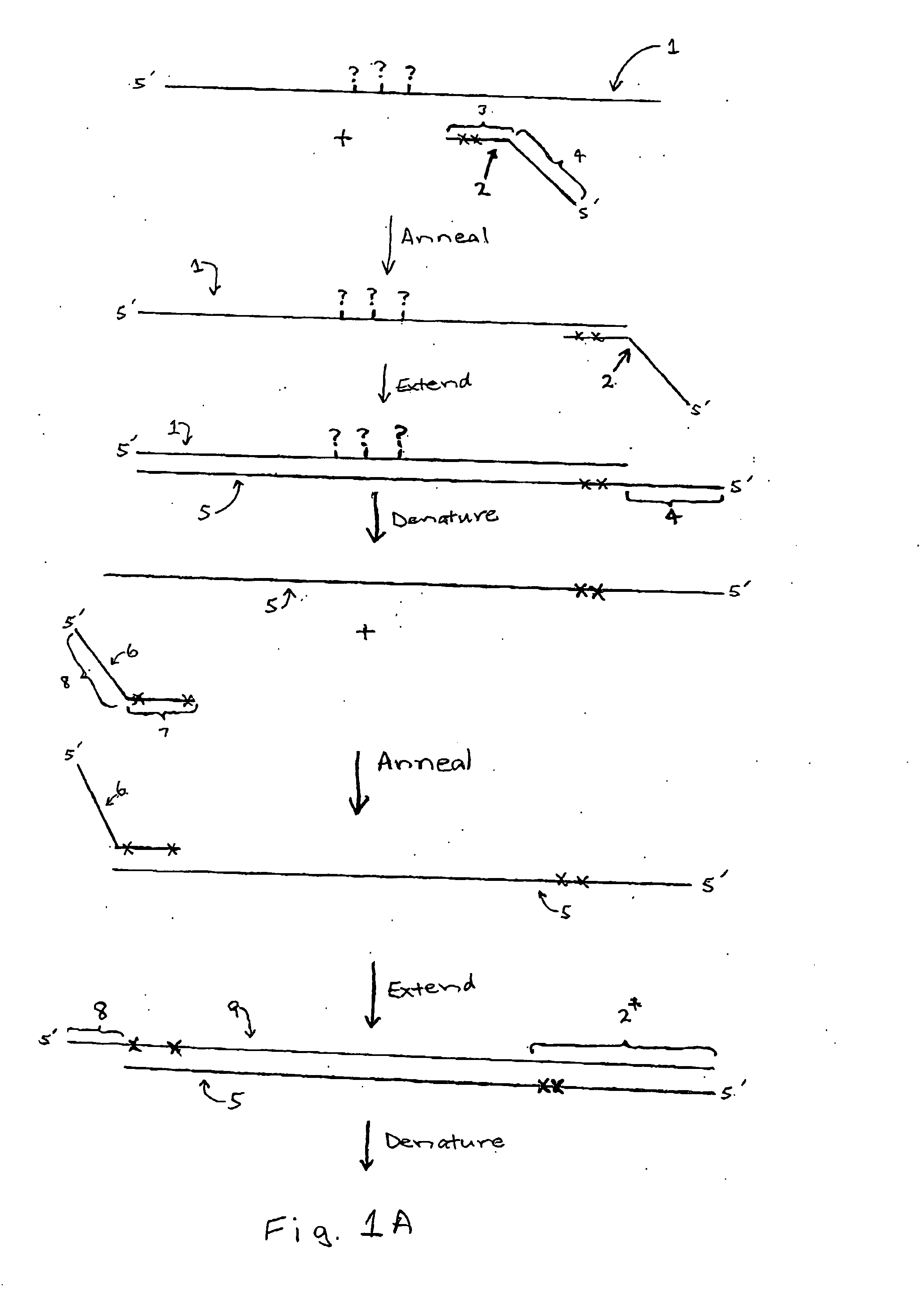 Compositions, methods, and kits for analyzing DNA methylation