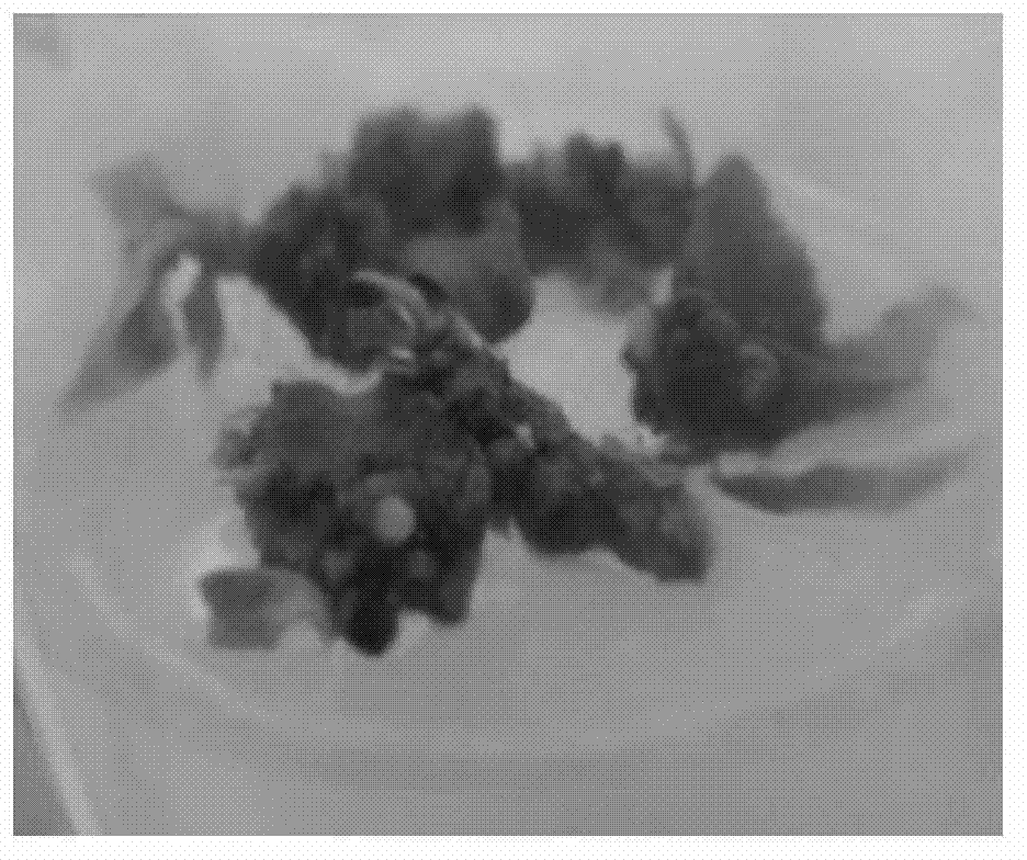 Method for regeneration plant of tung oil tree leaf