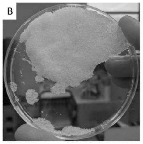 Instant anti-infection wound care hydrogel material as well as preparation method and application thereof