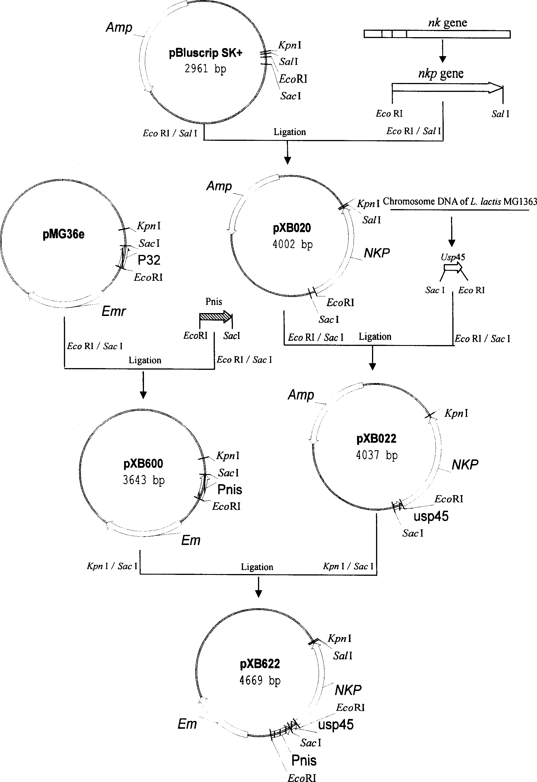 Nattokinase expression method and its special expression vector and engineering bacterium