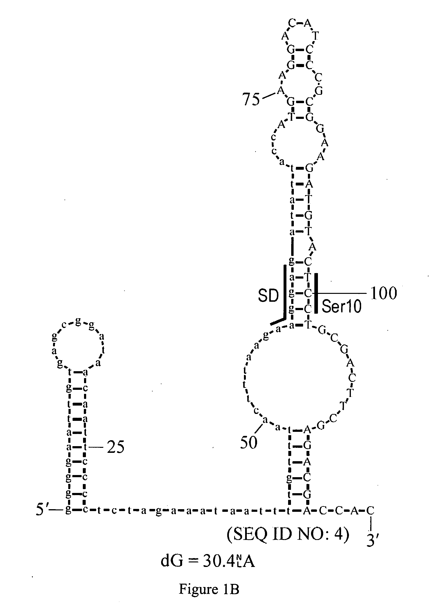 Design of synthetic nucleic acids for expression of encoded proteins