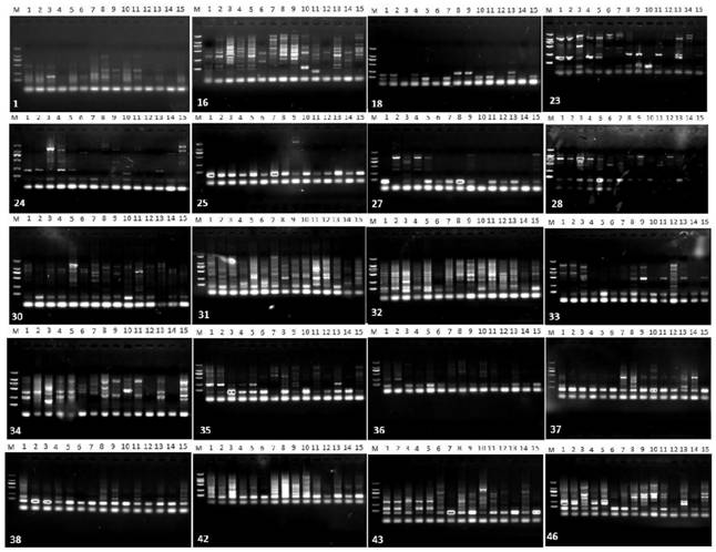 A method for developing ssr primers of P. sp. plants based on transcriptome sequencing