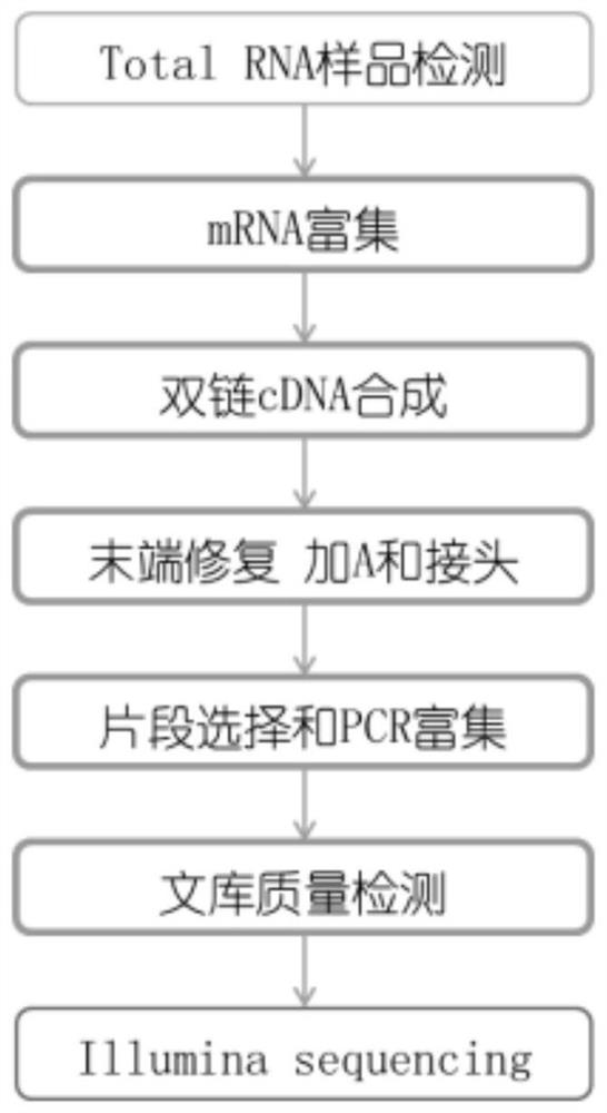 A method for developing ssr primers of P. sp. plants based on transcriptome sequencing