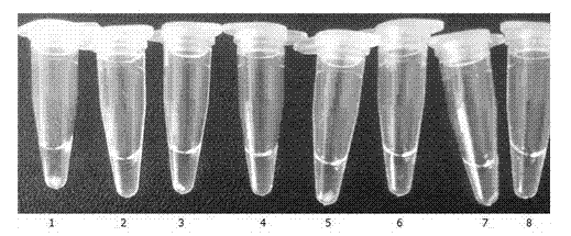 LAMP (loop-mediated isothermal amplification) kit for rapid detection of staphylococcus aureus