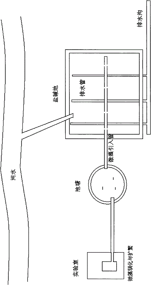 Spirulina acclimatization method and application thereof