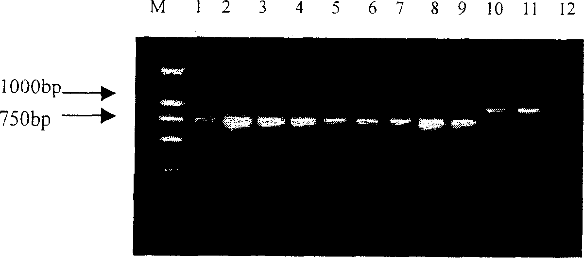 Potato rot nematode rDNA-ITS sequence, specific detection primer and one-step dual PCR detection method