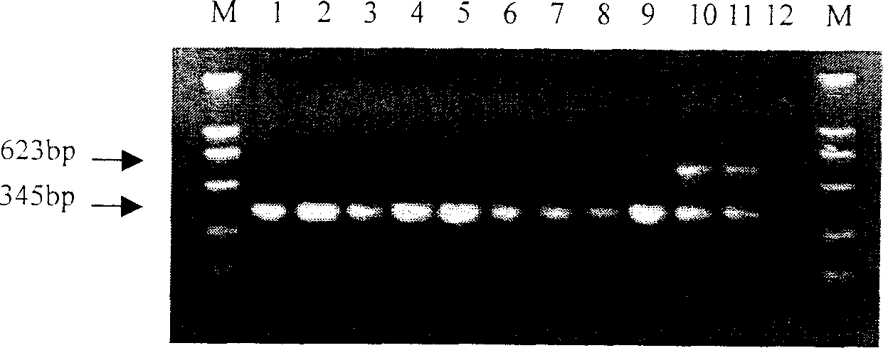 Potato rot nematode rDNA-ITS sequence, specific detection primer and one-step dual PCR detection method