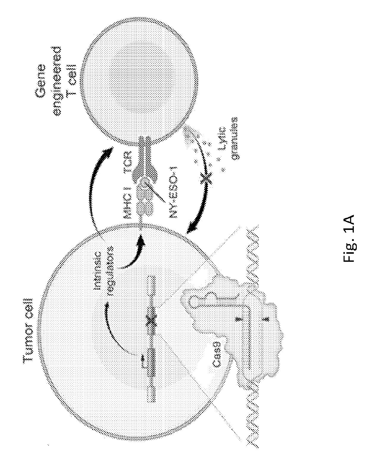 Methods for selecting therapy for  a cancer patient