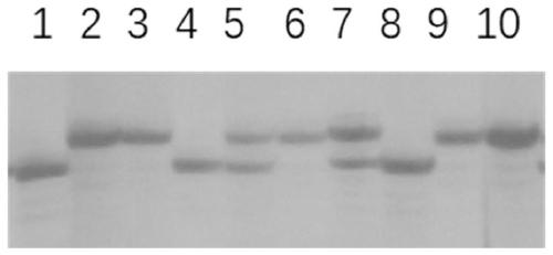 Expression cassette and vector for recovering male fertility of rice OsCYP704B2 mutant as well as detection method and application thereof