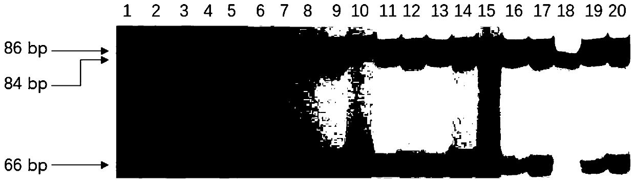 Expression cassette and vector for recovering male fertility of rice OsCYP704B2 mutant as well as detection method and application thereof