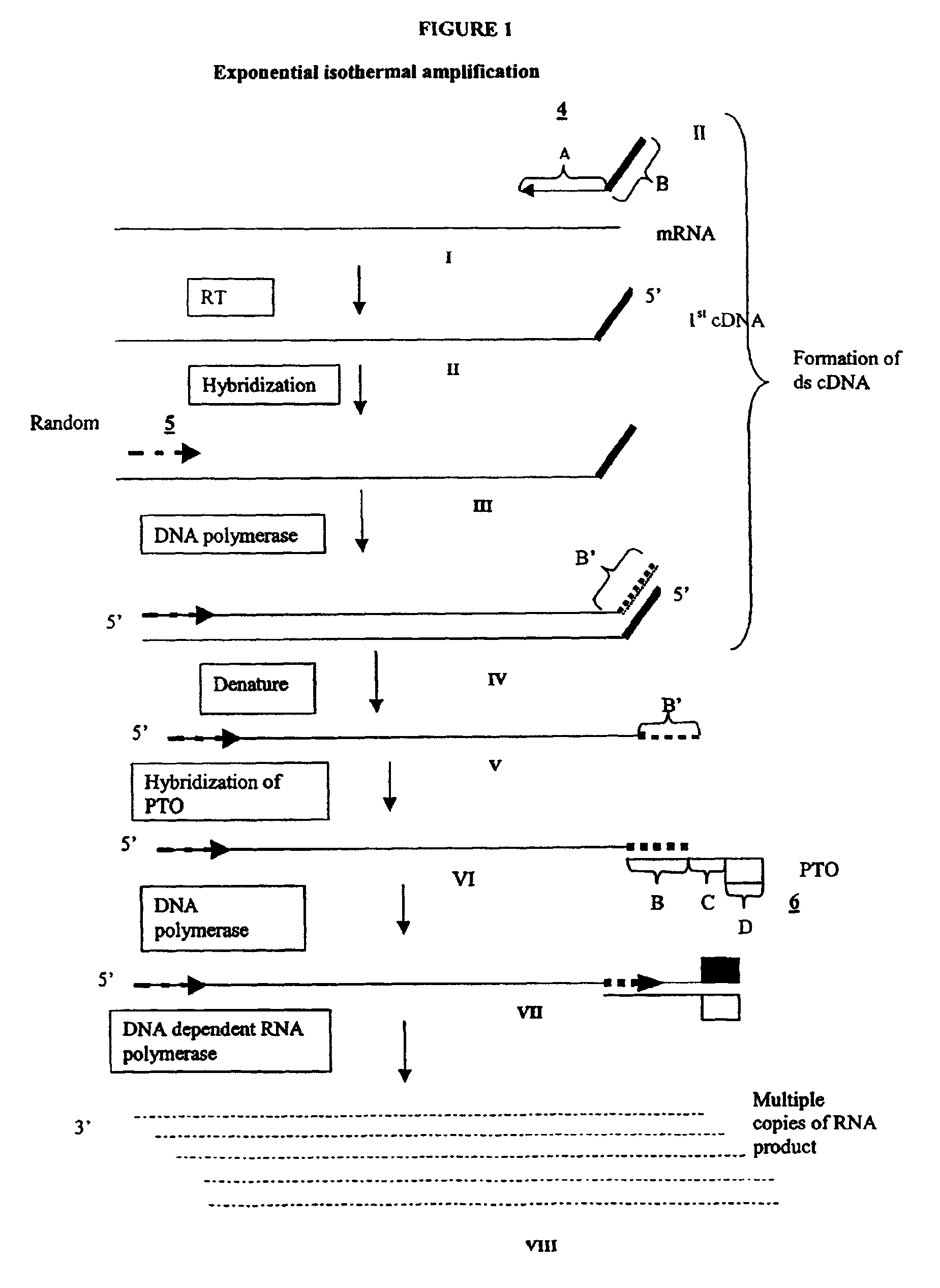 Methods and compositions for amplification of RNA sequences