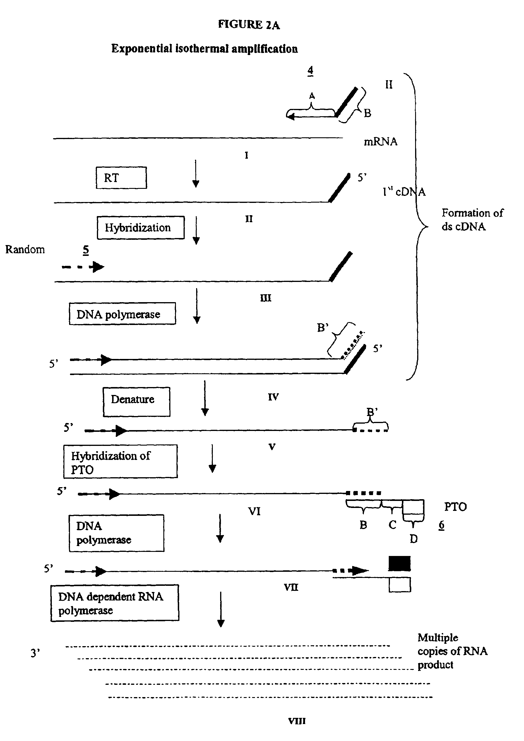 Methods and compositions for amplification of RNA sequences