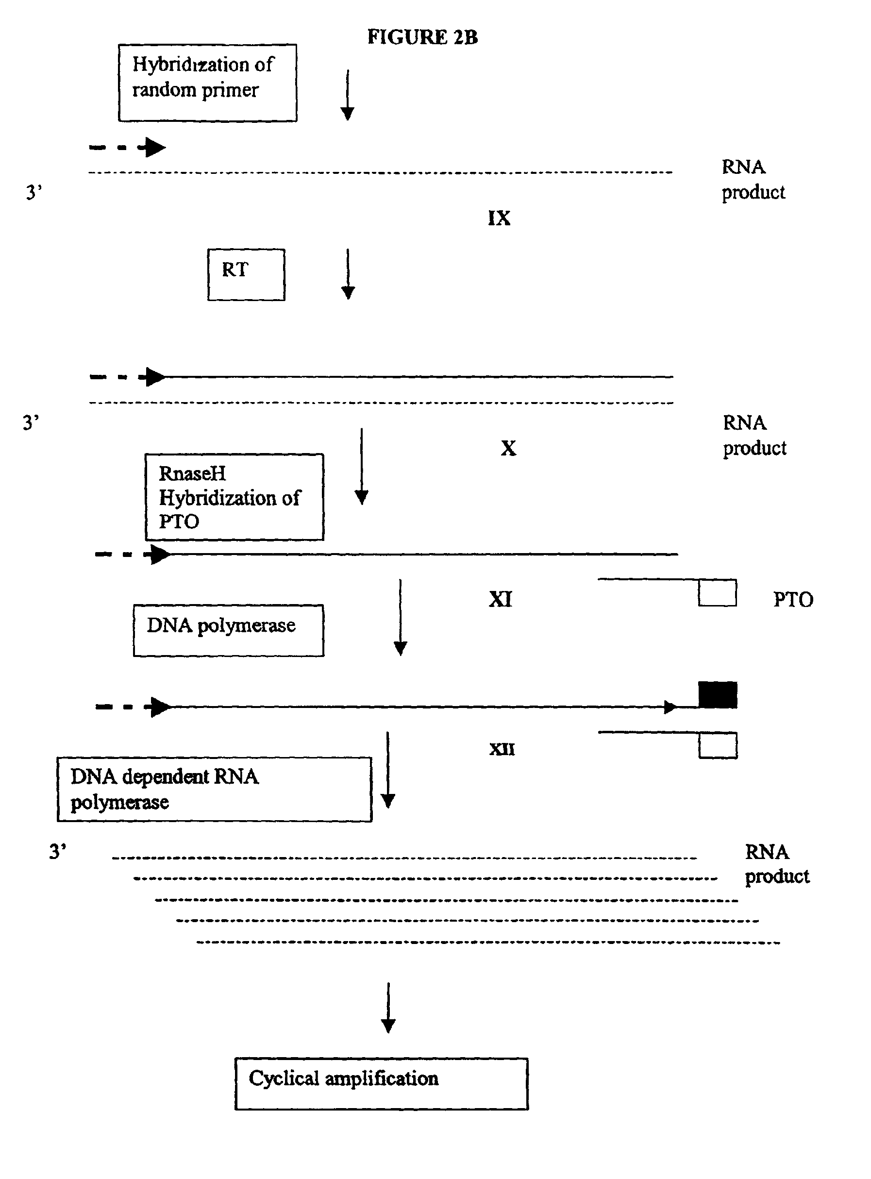 Methods and compositions for amplification of RNA sequences