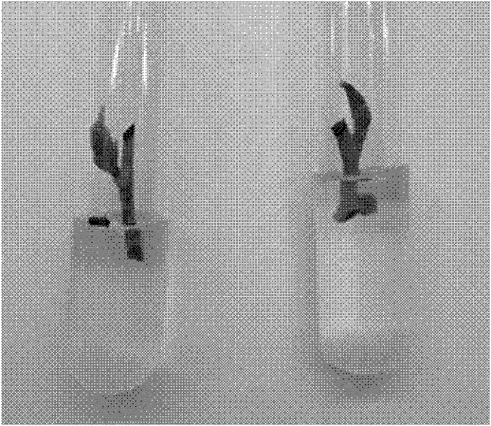 Blueberry tissue culture method and special culture medium thereof