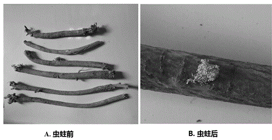 Method for drying medicinal material radix astragali