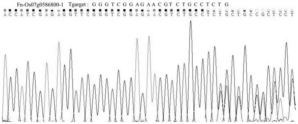 Function and application of rice lipase gene os07g0586800 and its encoded protein