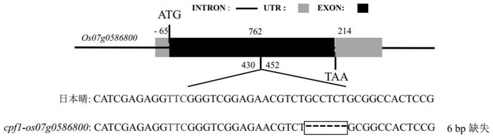 Function and application of rice lipase gene os07g0586800 and its encoded protein