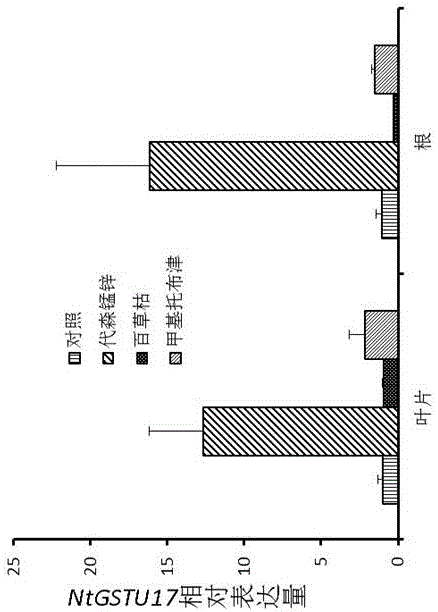 Tobacco glutathione transferase gene and application thereof