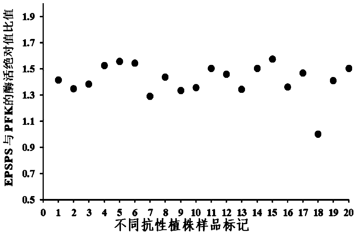 Eleusine indica PFK protein polyclonal antibody as well as preparation method and application thereof