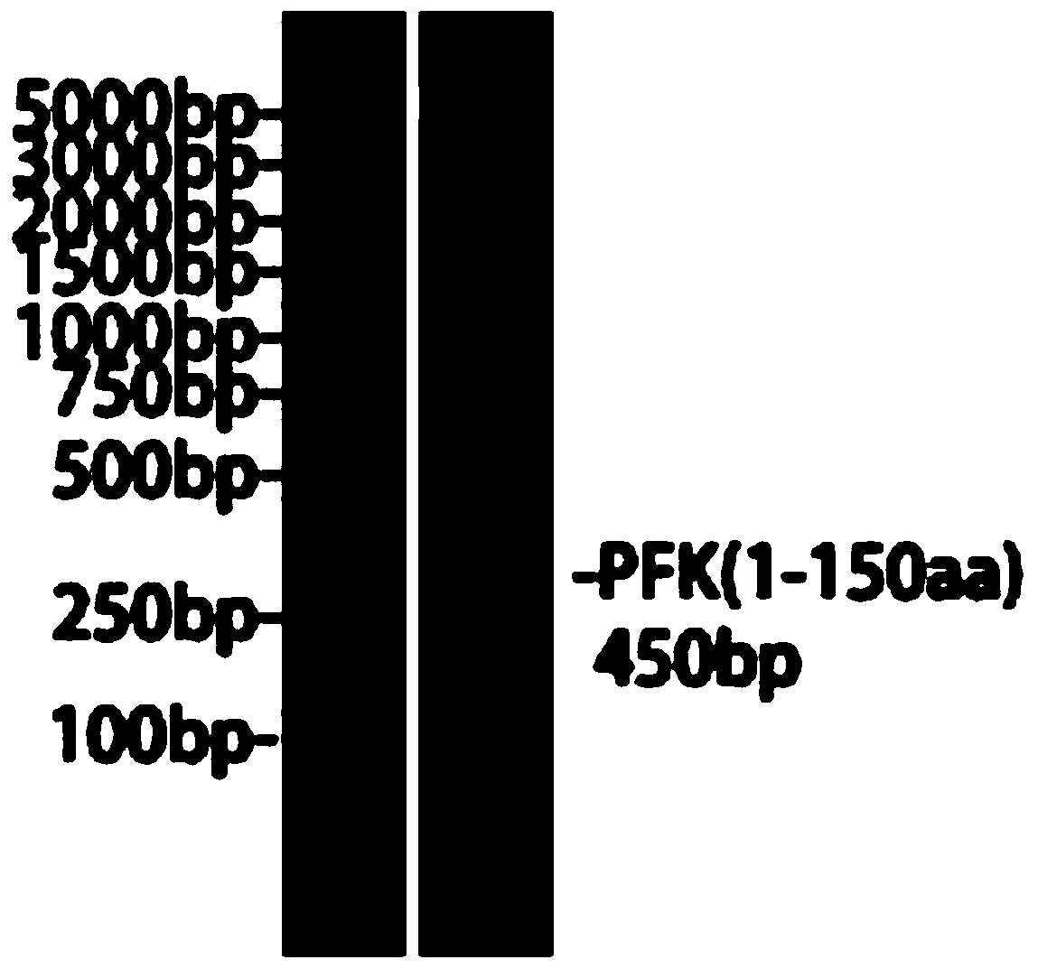 Eleusine indica PFK protein polyclonal antibody as well as preparation method and application thereof