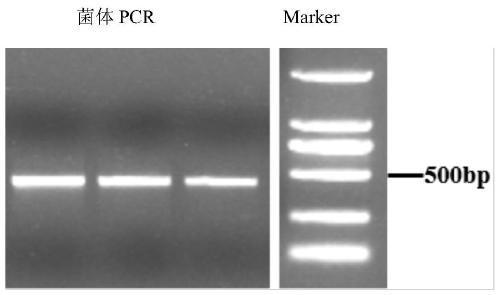 Eleusine indica PFK protein polyclonal antibody as well as preparation method and application thereof