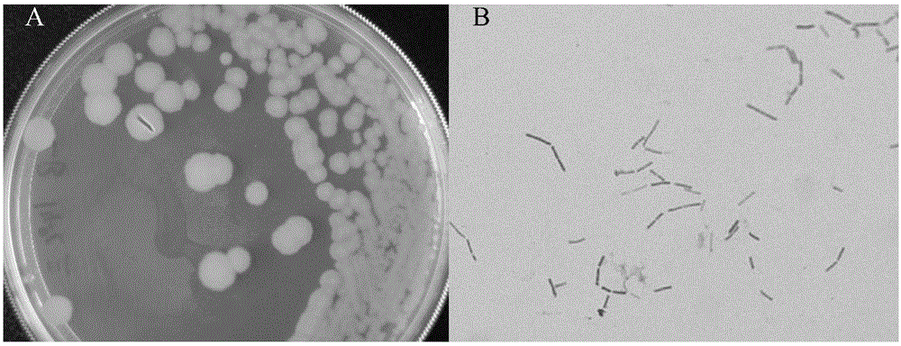 Cold-water-fish probiotics bacillus strain and application thereof