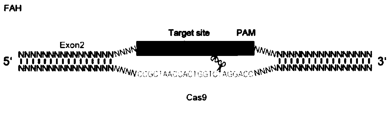 Method for specifically knocking out pig Fah and Rag2 double genes through CRISPR-Cas9