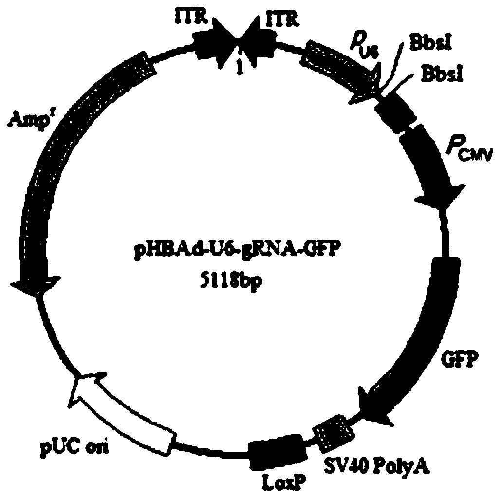 Method for specifically knocking out pig Fah and Rag2 double genes through CRISPR-Cas9