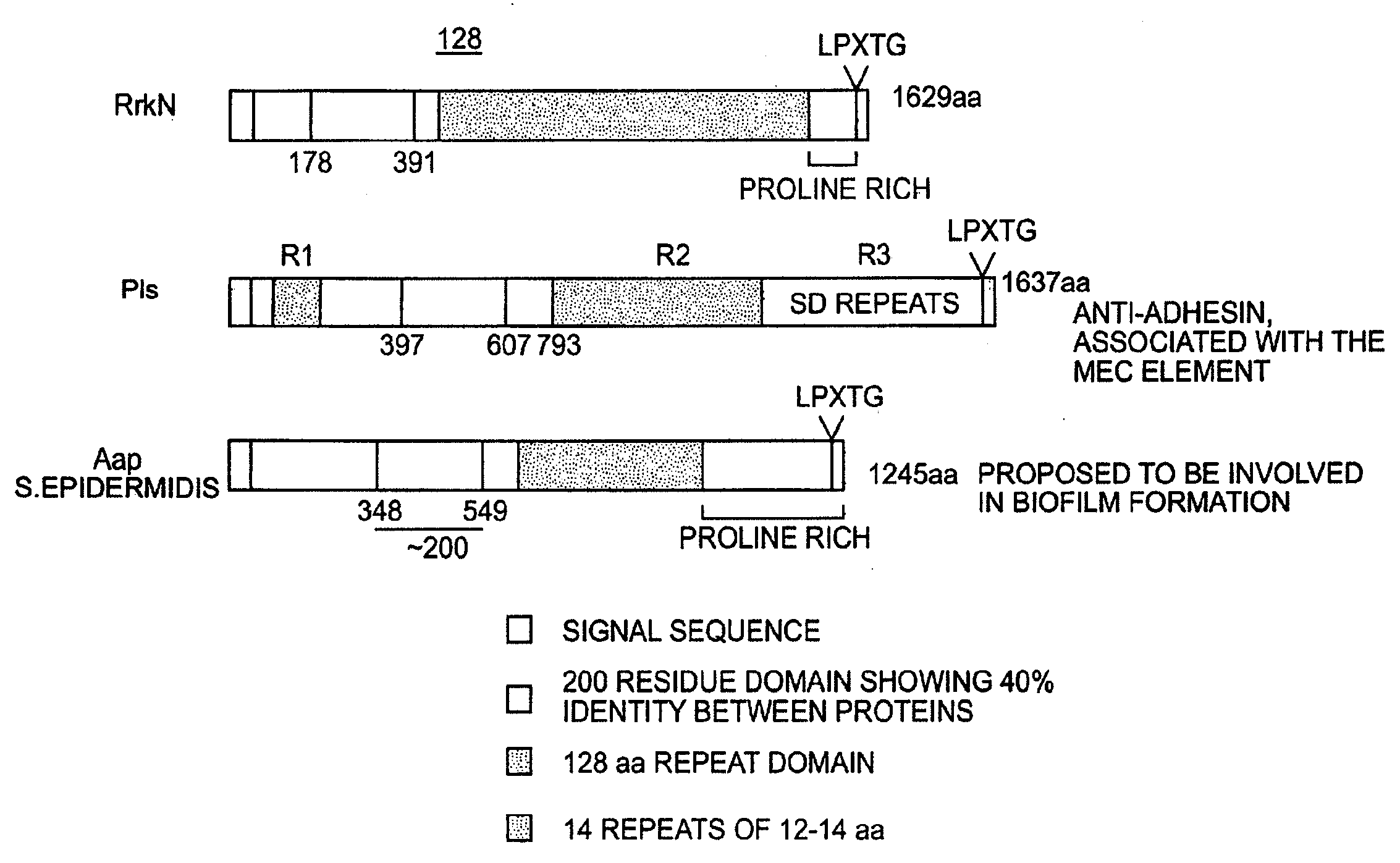 Surface proteins from coagulase-negative staphylococci and staphylococcus aureus that generate cross-reactive monoclonal and polyclonal antibodies