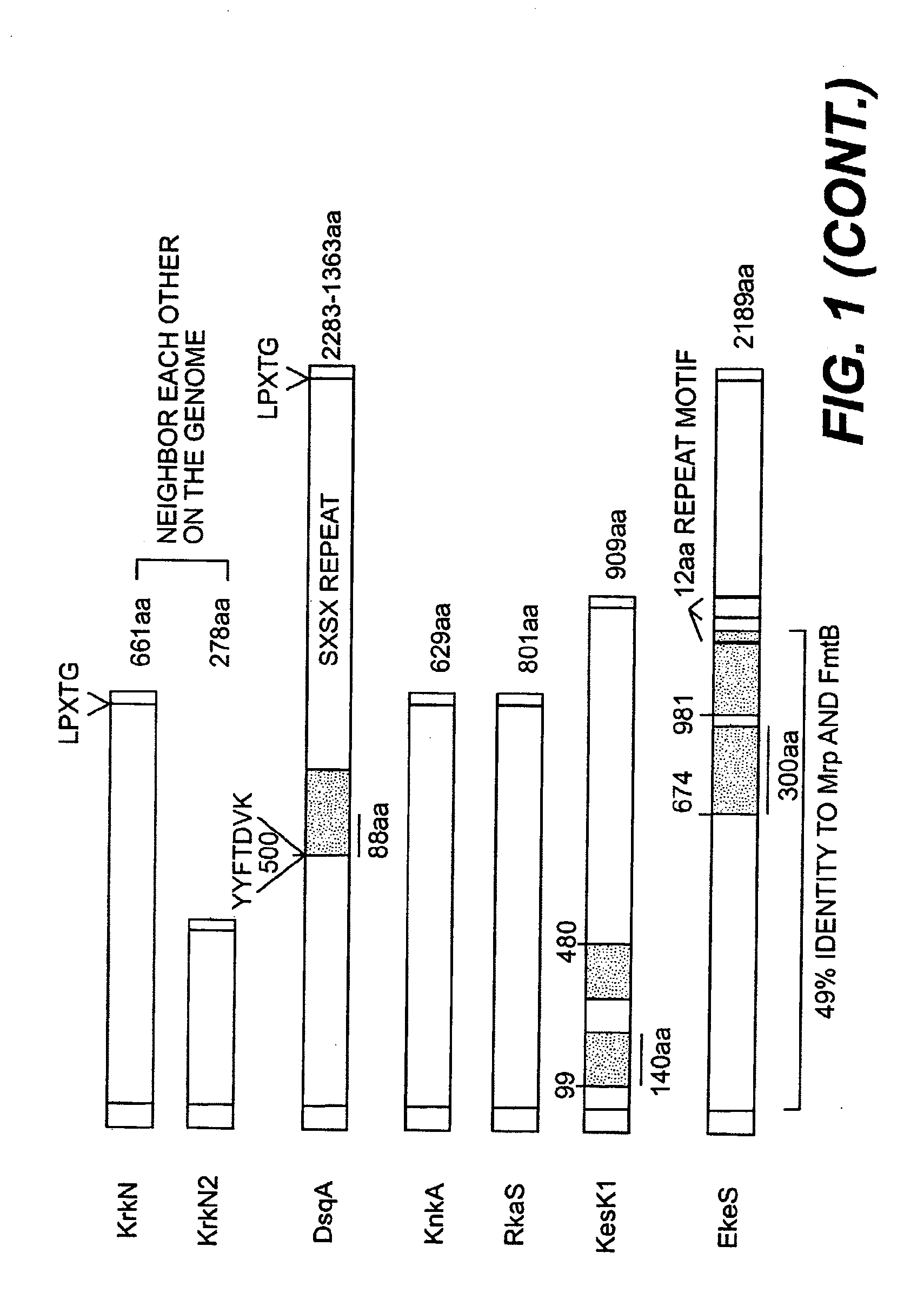 Surface proteins from coagulase-negative staphylococci and staphylococcus aureus that generate cross-reactive monoclonal and polyclonal antibodies