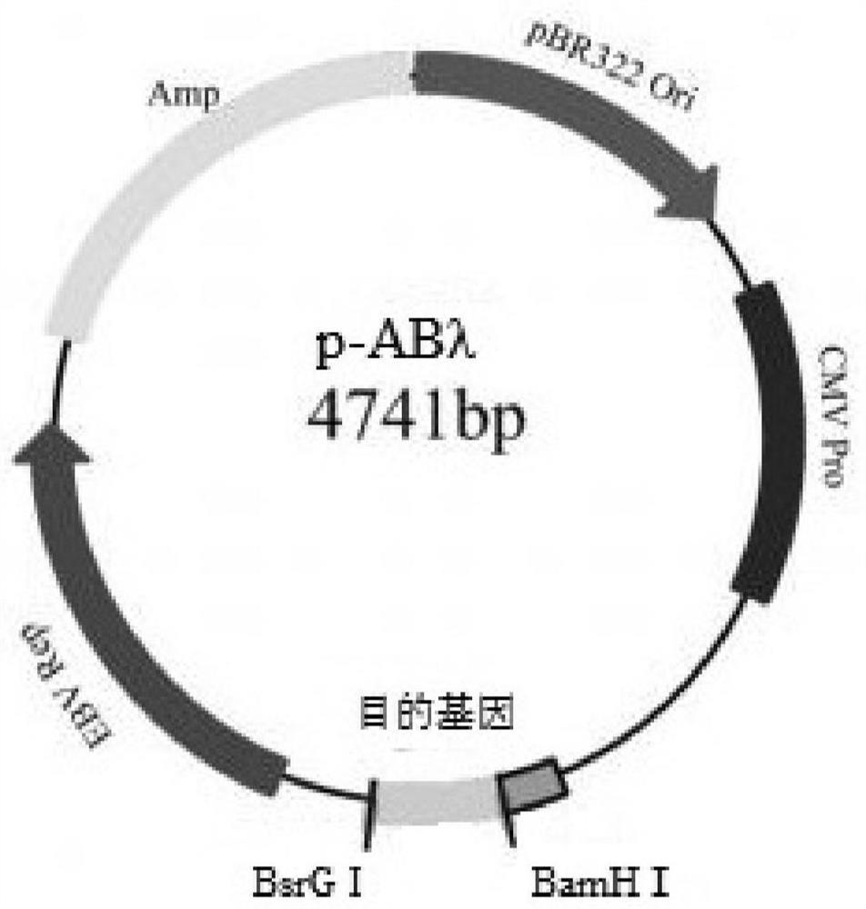 Targeted immunosuppressant TCABCD55 for preventing and treating infectious inflammation