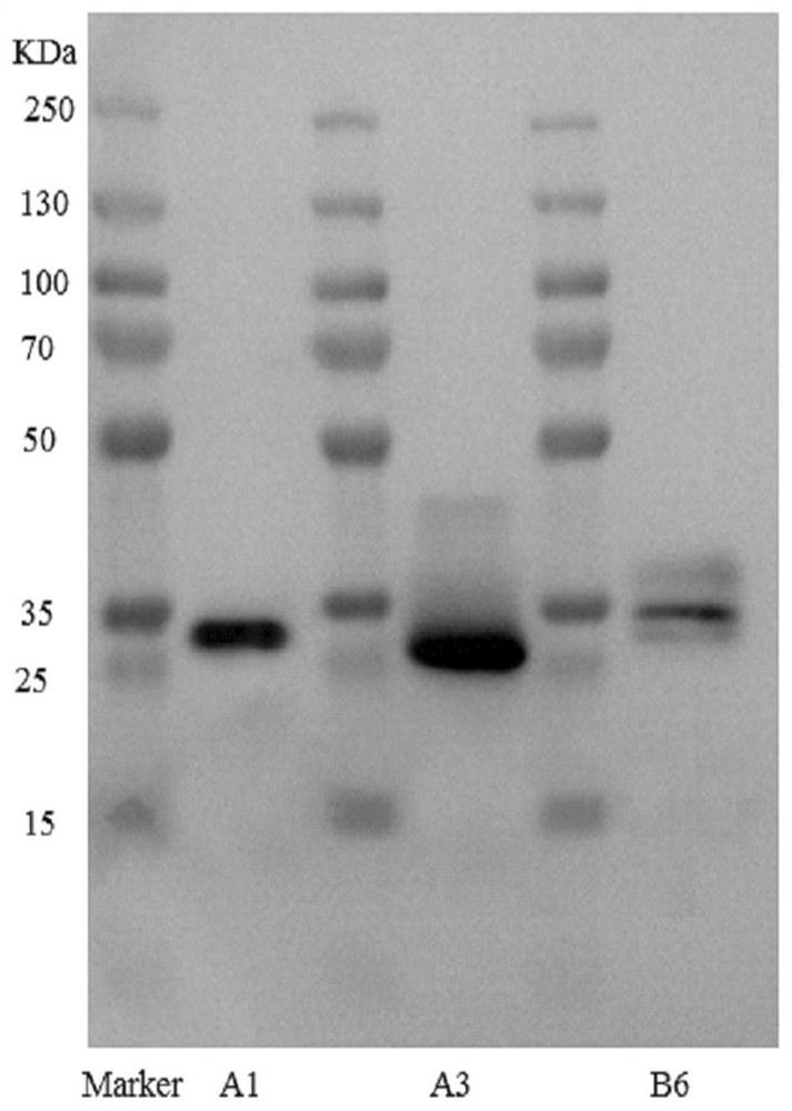 Targeted immunosuppressant TCABCD55 for preventing and treating infectious inflammation