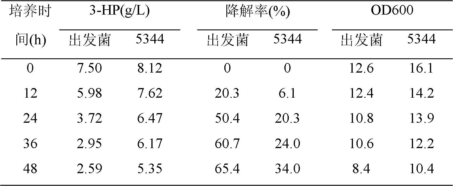 Strain for producing 3-hydroxyl propionic acid at high yield and application thereof