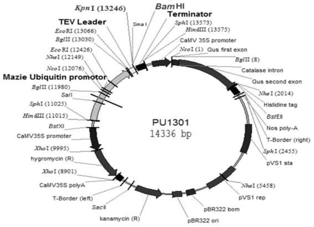 Rice grain shape gene SRN1, protein and application thereof