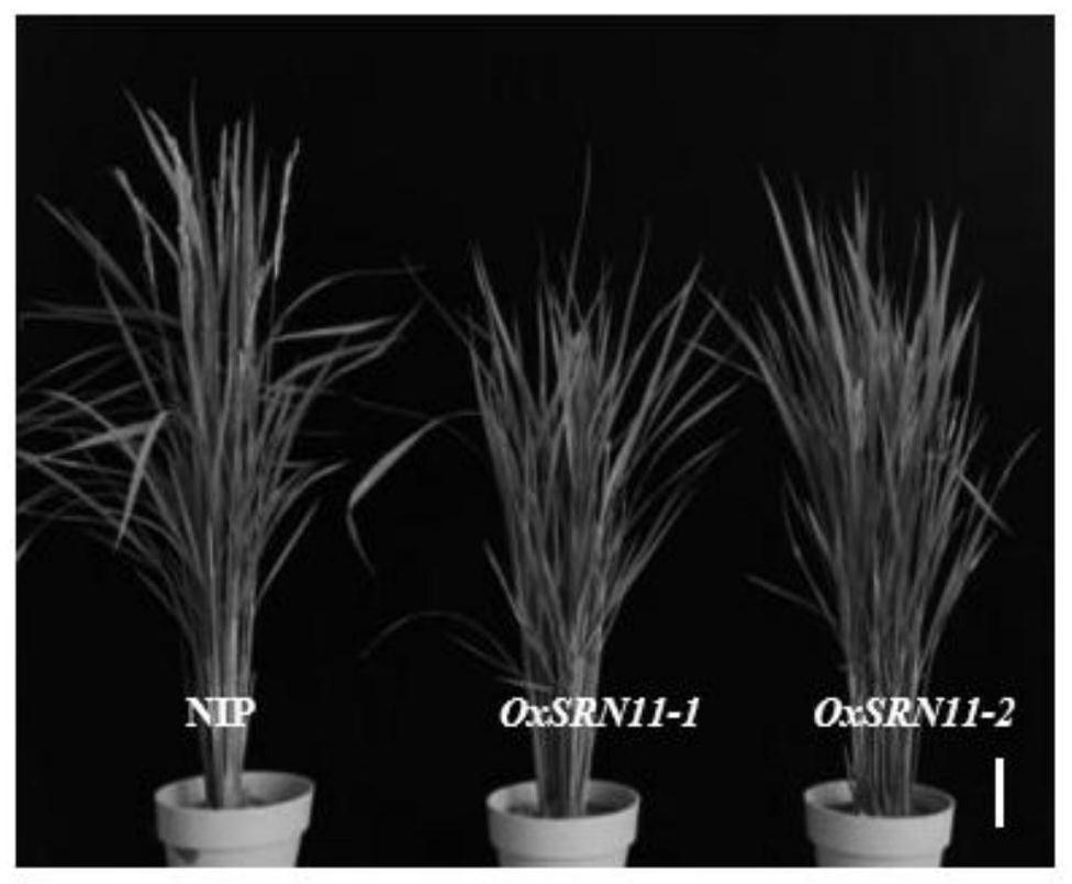 Rice grain shape gene SRN1, protein and application thereof