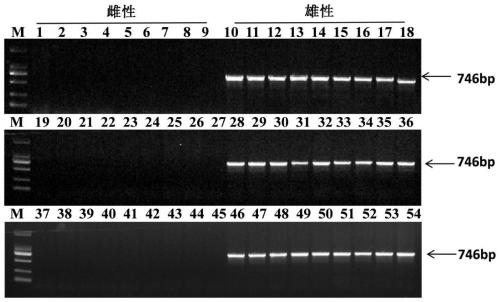 Specific DNA fragment for sex determination of Mastacembelus armatus and application thereof