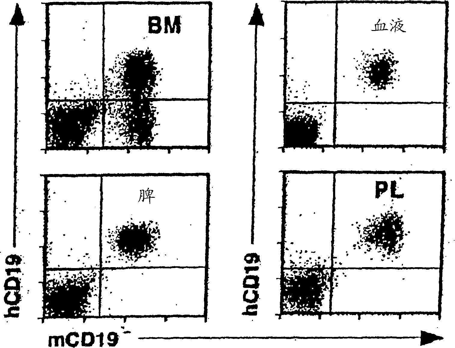 Anti-CD19 antibodies and uses in oncology