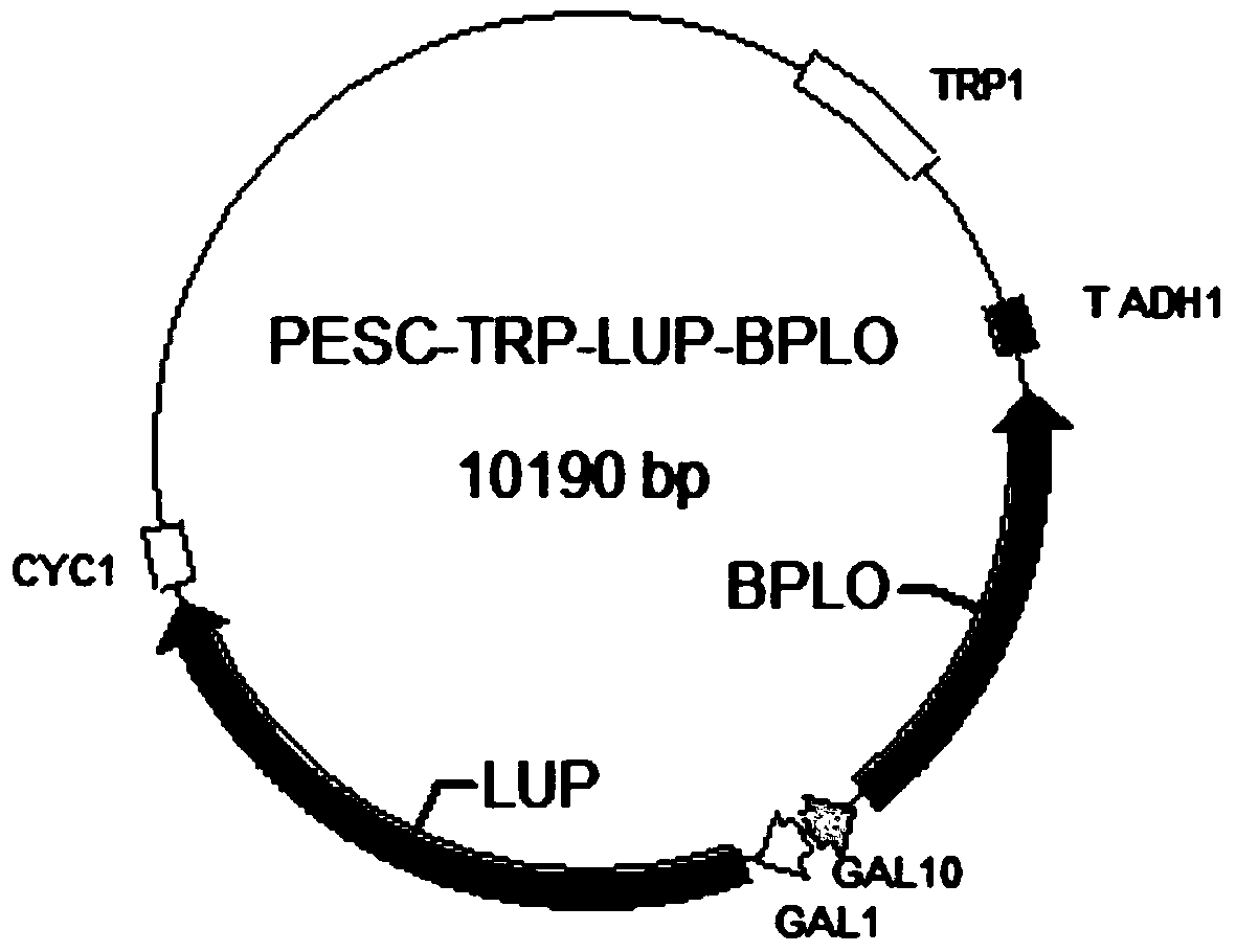 A kind of Saccharomyces cerevisiae engineering bacteria for producing betulinic acid and construction method thereof