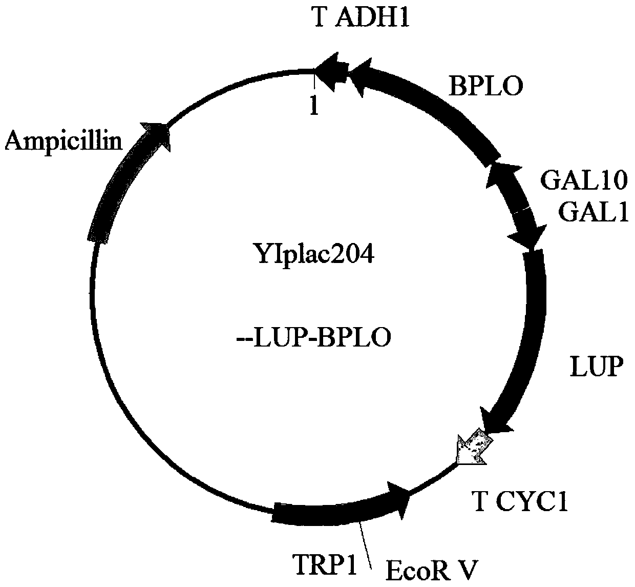 A kind of Saccharomyces cerevisiae engineering bacteria for producing betulinic acid and construction method thereof