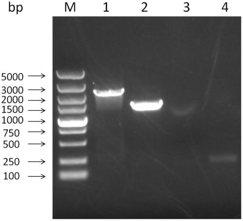 A kind of Saccharomyces cerevisiae engineering bacteria for producing betulinic acid and construction method thereof