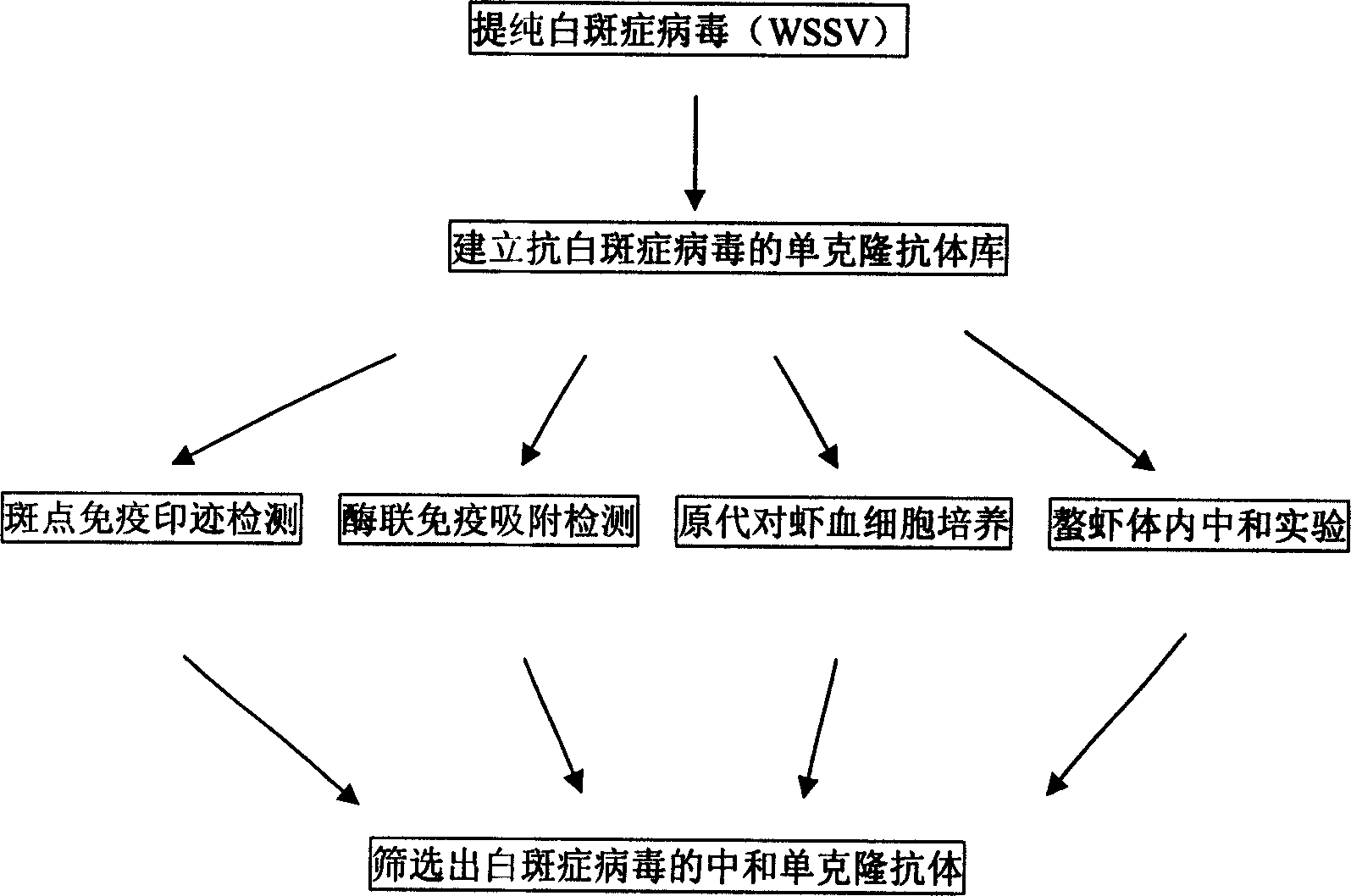 Neutralization monoclonal antibody of white spot syndrome virus and preparation method