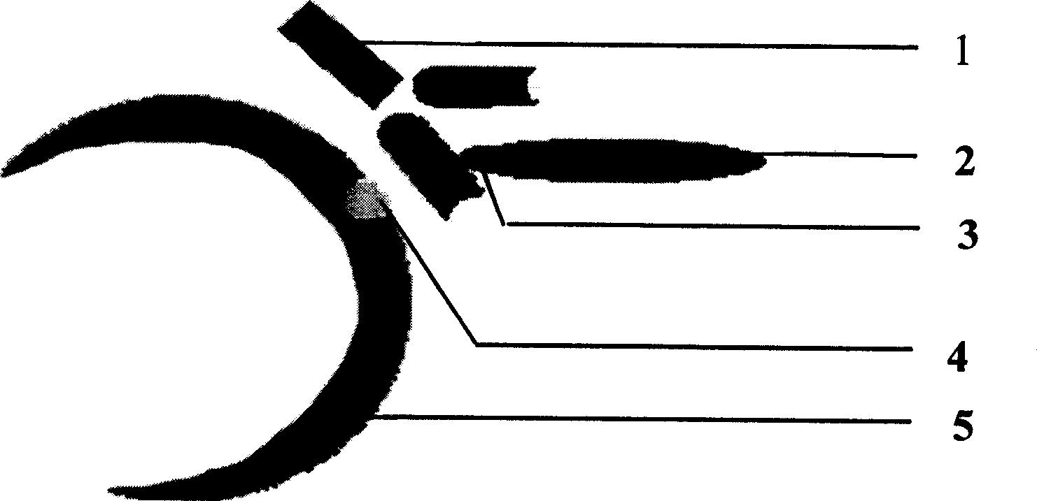 Neutralization monoclonal antibody of white spot syndrome virus and preparation method