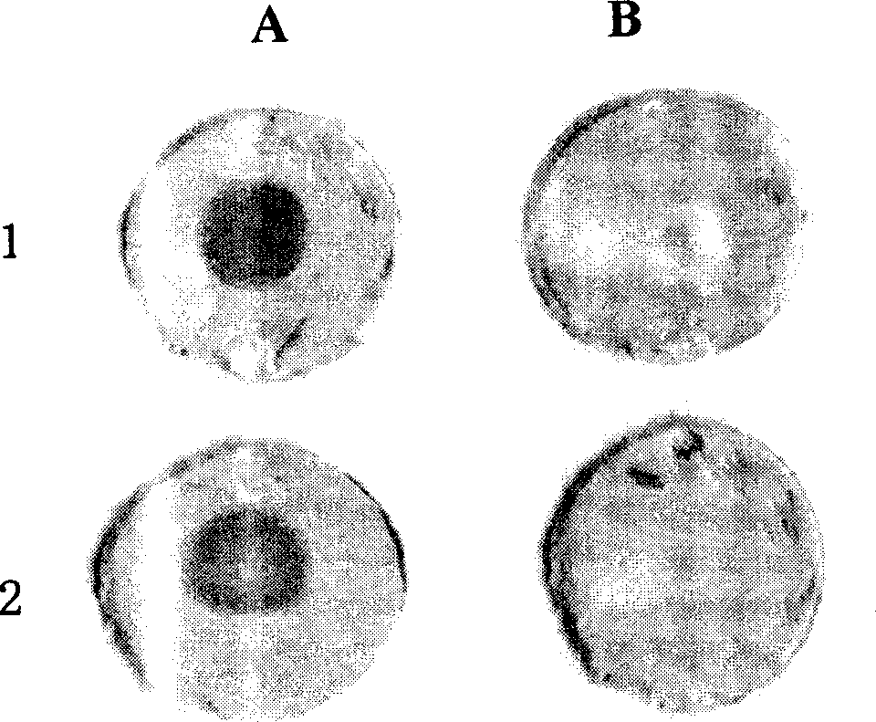 Neutralization monoclonal antibody of white spot syndrome virus and preparation method