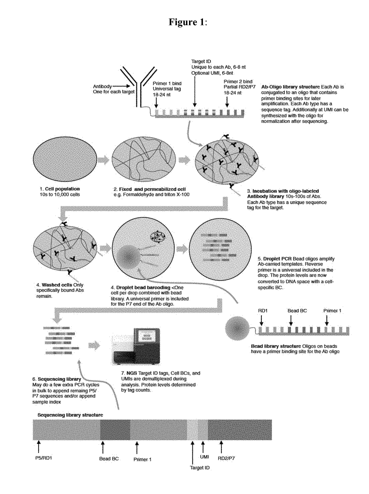 Digital protein quantification