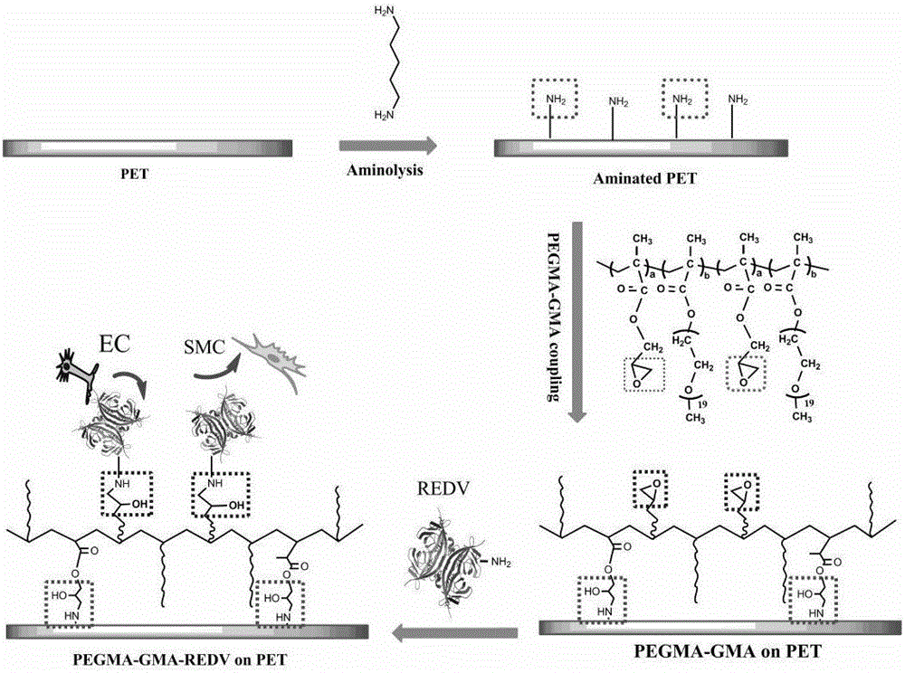 Polyethylene glycol bipolymer with endothelial cell selectivity and preparation method and application method of composite coating