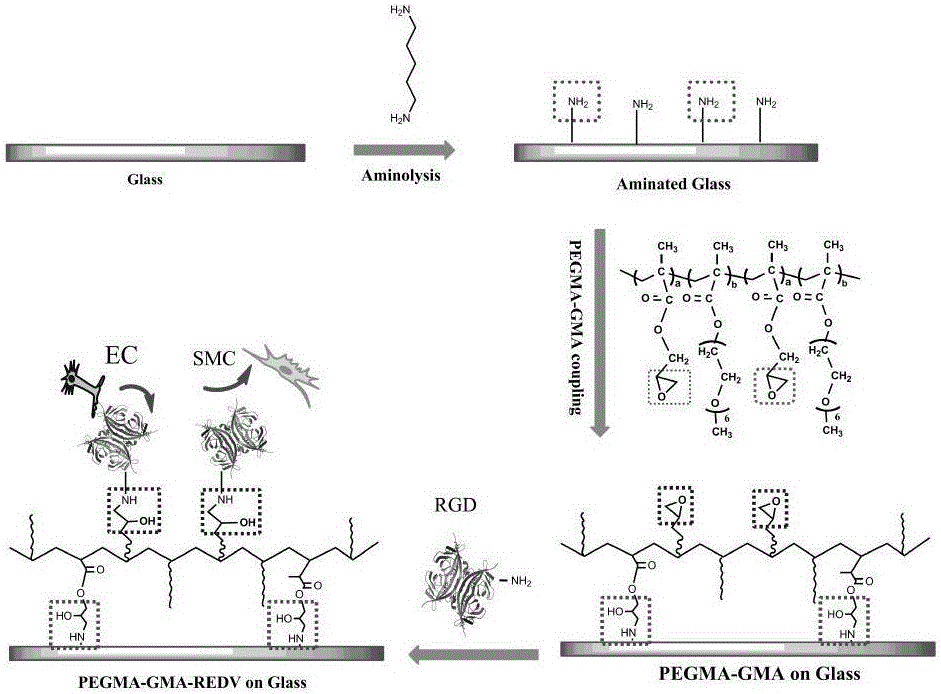 Polyethylene glycol bipolymer with endothelial cell selectivity and preparation method and application method of composite coating