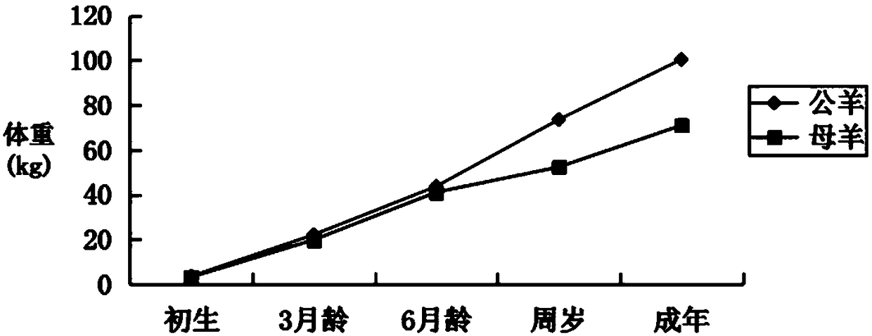 Culture method of central Shandong mutton sheep polyembryony strains