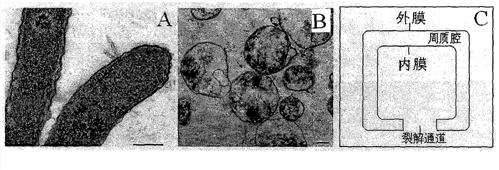 Double-target DNA vaccine and constructing method thereof