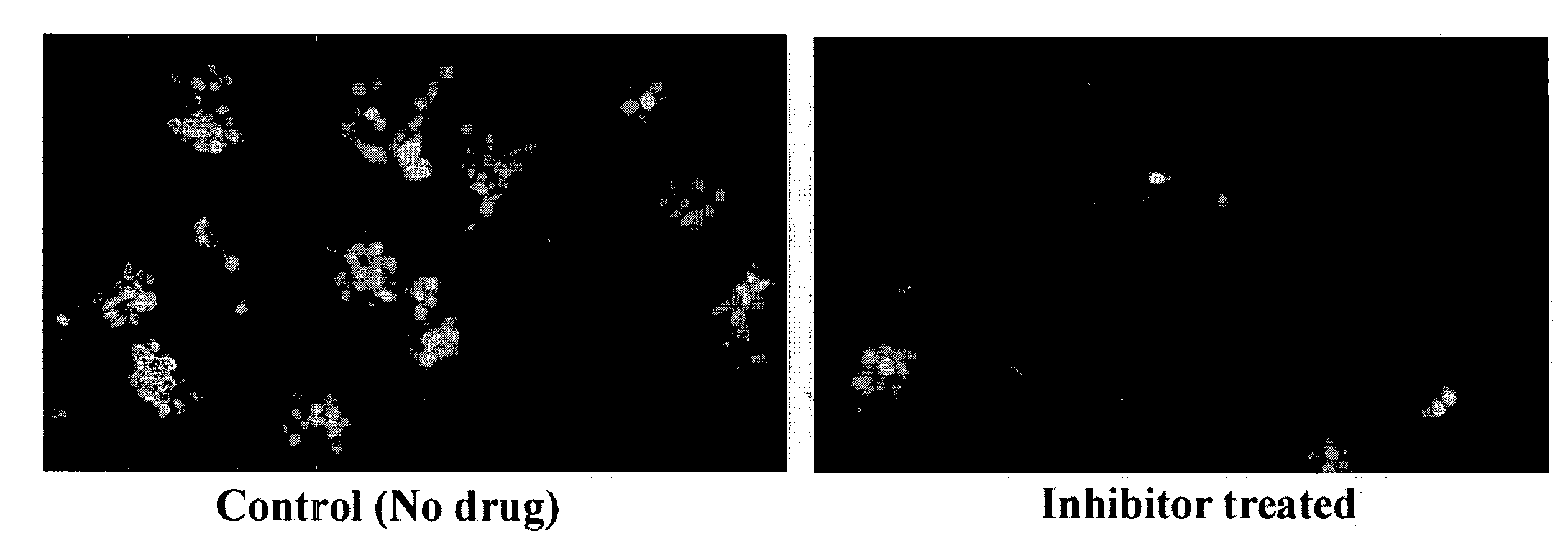 Antiviral Compounds and Methods of Using Thereof